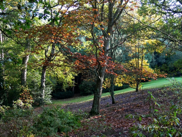 Bois des moutiers fall 2012 (70)